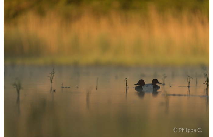Photo taken from a floating blind during a wildlife photo workshop