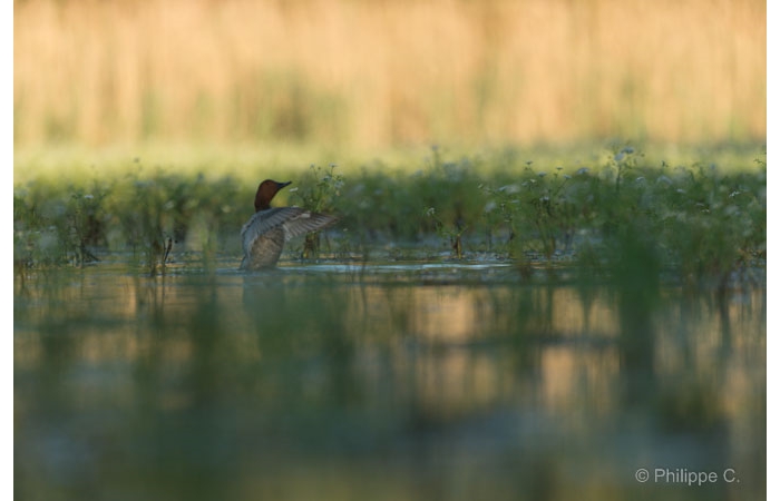 Photo taken from a floating blind during a wildlife photo workshop