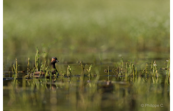 Photo taken from a floating blind during a wildlife photo workshop