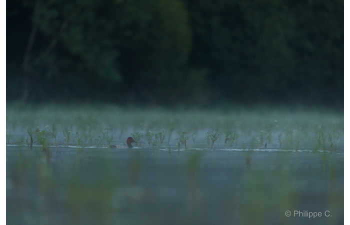 Photo taken from a floating blind during a wildlife photo workshop