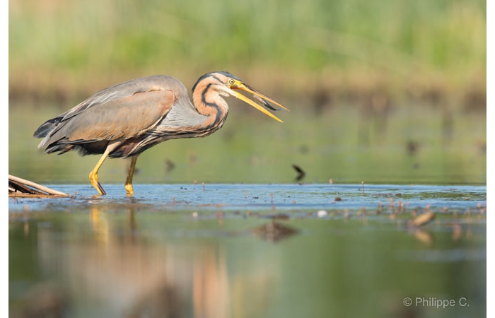 Photo taken from a floating blind during a wildlife photo workshop