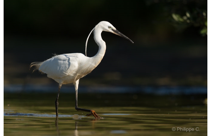 Photo taken from a floating blind during a wildlife photo workshop