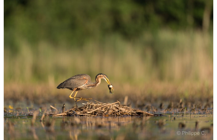 Photo taken from a floating blind during a wildlife photo workshop