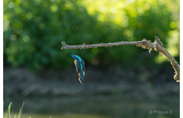 Photo taken from a floating blind during a wildlife photo workshop