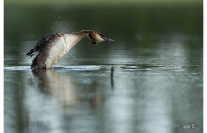 Photo taken from a floating blind during a wildlife photo workshop