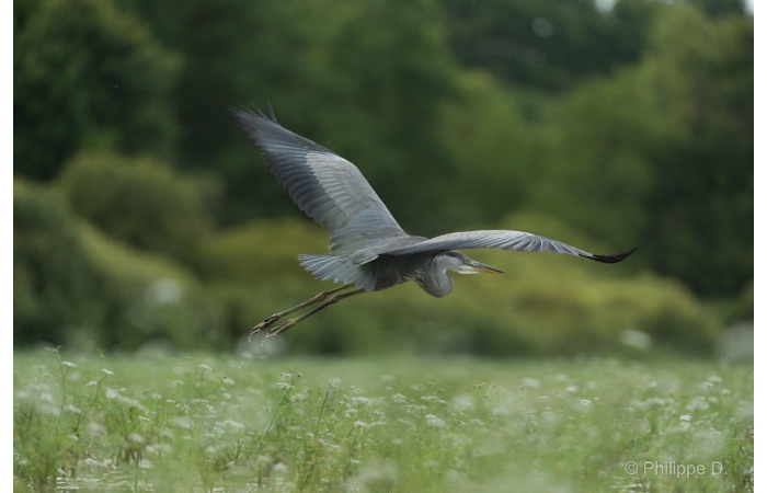 Photo taken from a floating blind during a wildlife photo workshop