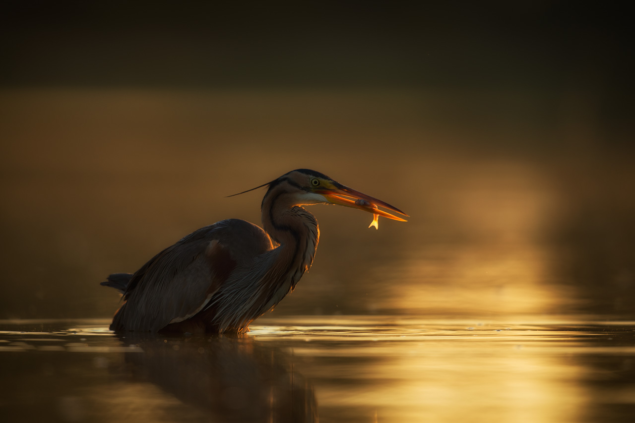 Héron pourpré en train de pêcher un poisson au petit matin sur un étang de la Dombes.