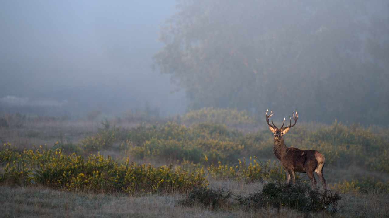 Cerf pendant le brame en Charente-Maritime. Amar Guillen, photographe.