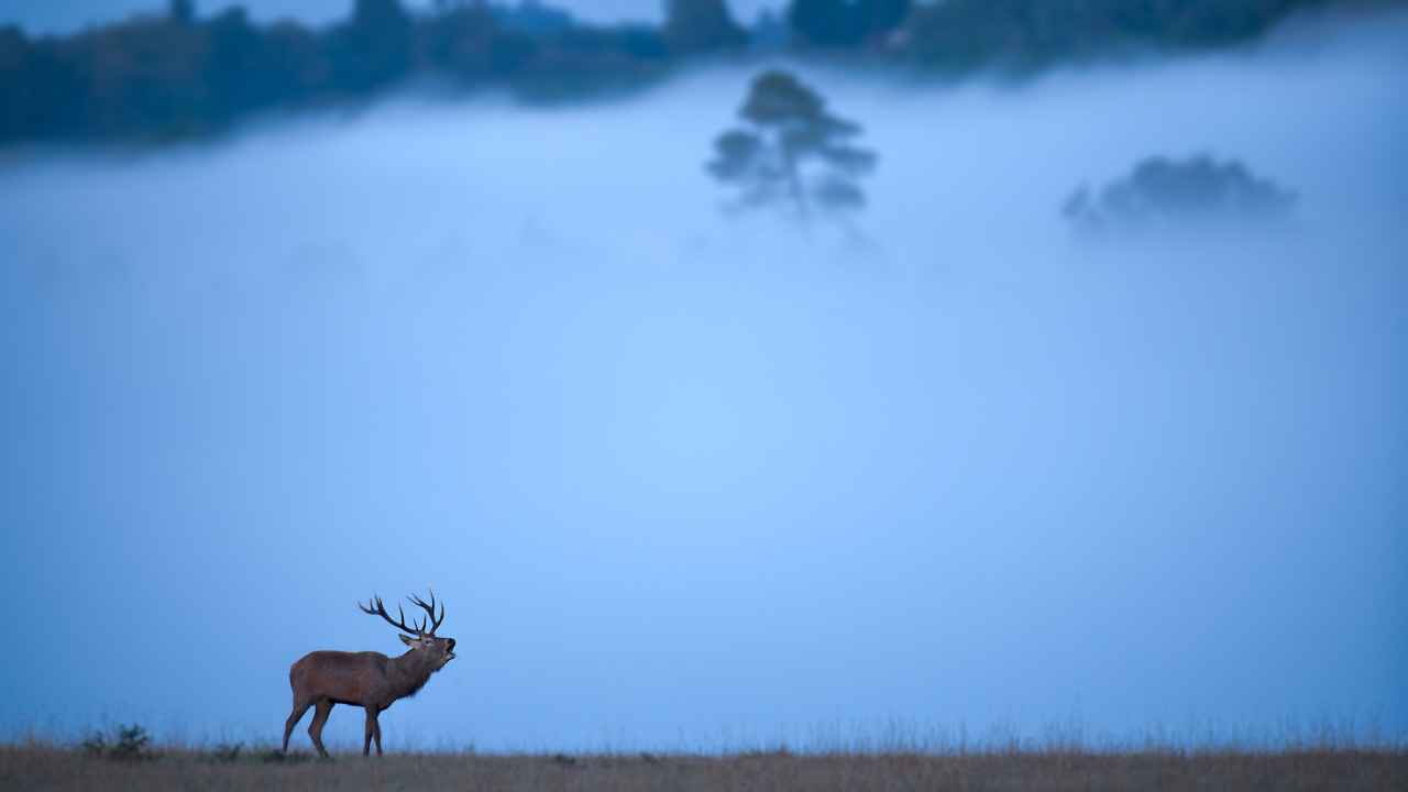 Cerf pendant le brame en Charente-Maritime. Amar Guillen, photographe.