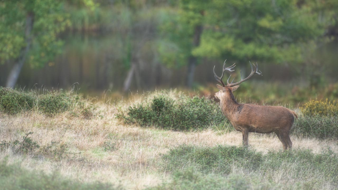 Cerf pendant le brame en Charente-Maritime. Amar Guillen, photographe.