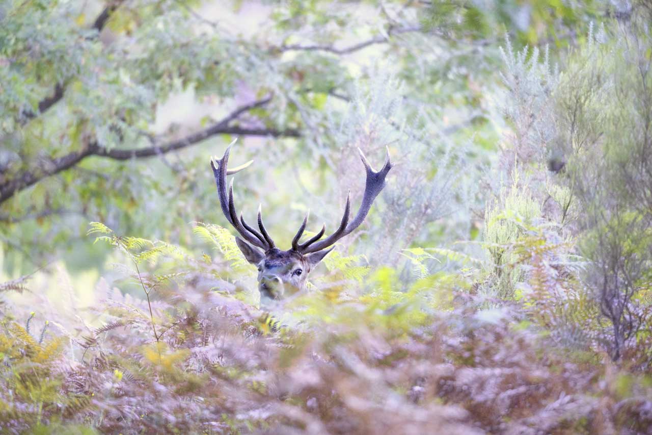 Cerf dans un sous-bois pendant le brame du cerf en Charente-Maritime.