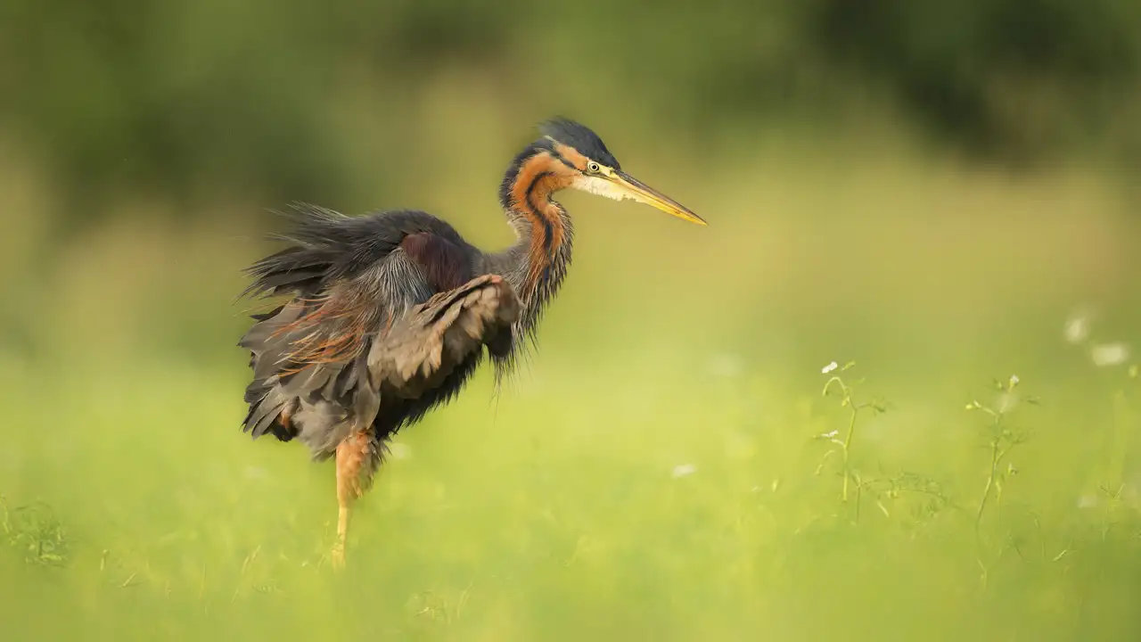 Héron pourpré marchant sur les herbes d'un étang de la Dombes.