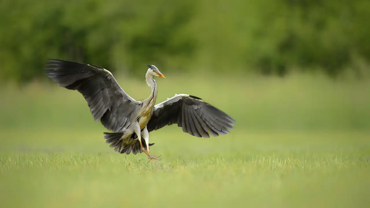 Héron cendré volant au dessus d'un étang de la Dombes.