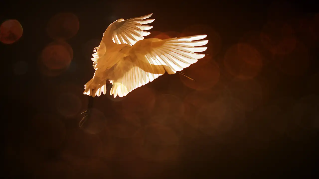 Spatule blanche volant au dessus d'un étang de la Dombes.