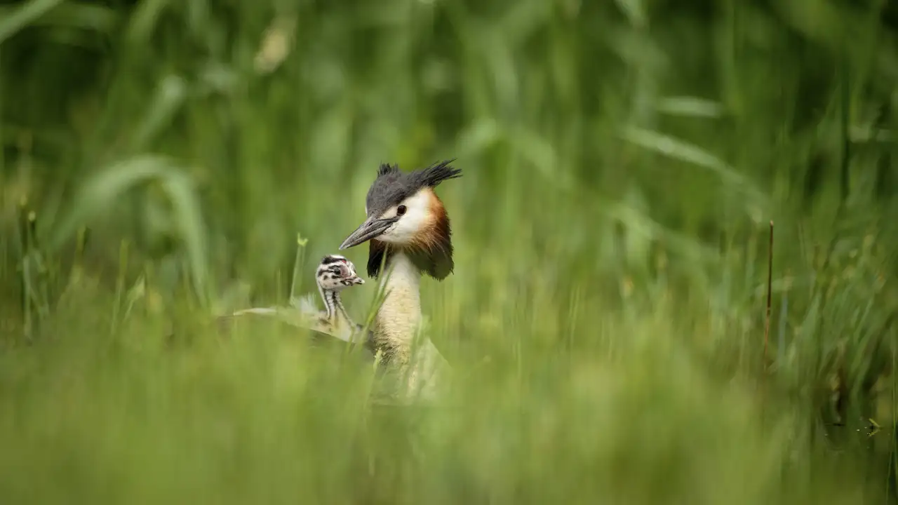 Un grèbe huppé et son poussin nageant à la surface d'un étang de la Dombes.