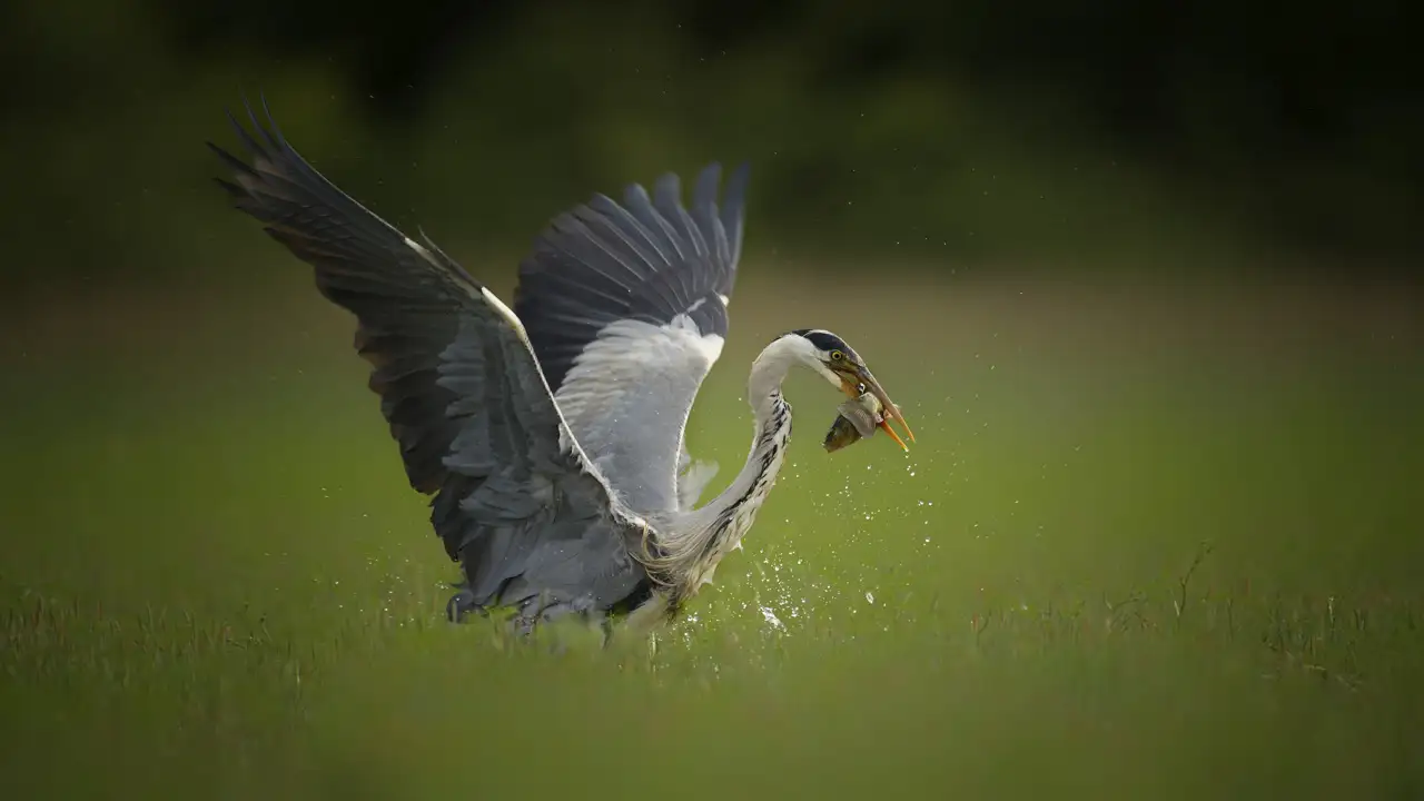 Un héron cendré pêchant un poisson dans un étang de la Dombes.