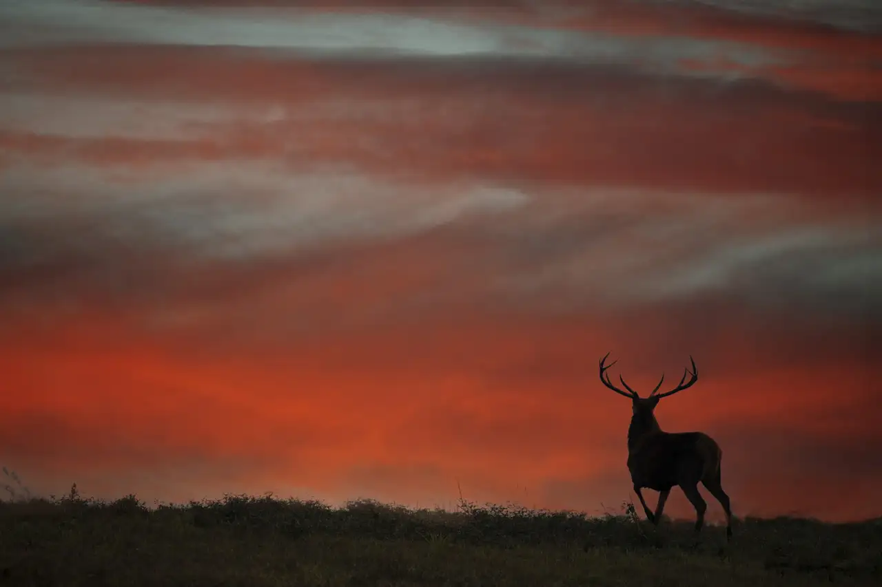 Silhouette d'un cerf au coucher de soleil pendant le brame du cerf dans une prairie de la Charente-Maritime.