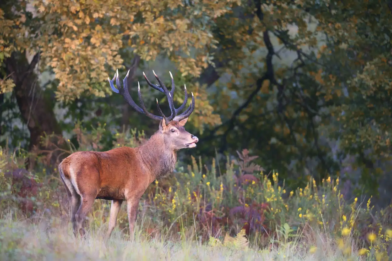 Un cerf élaphe pendant le brame du cerf en Charente-Maritime.