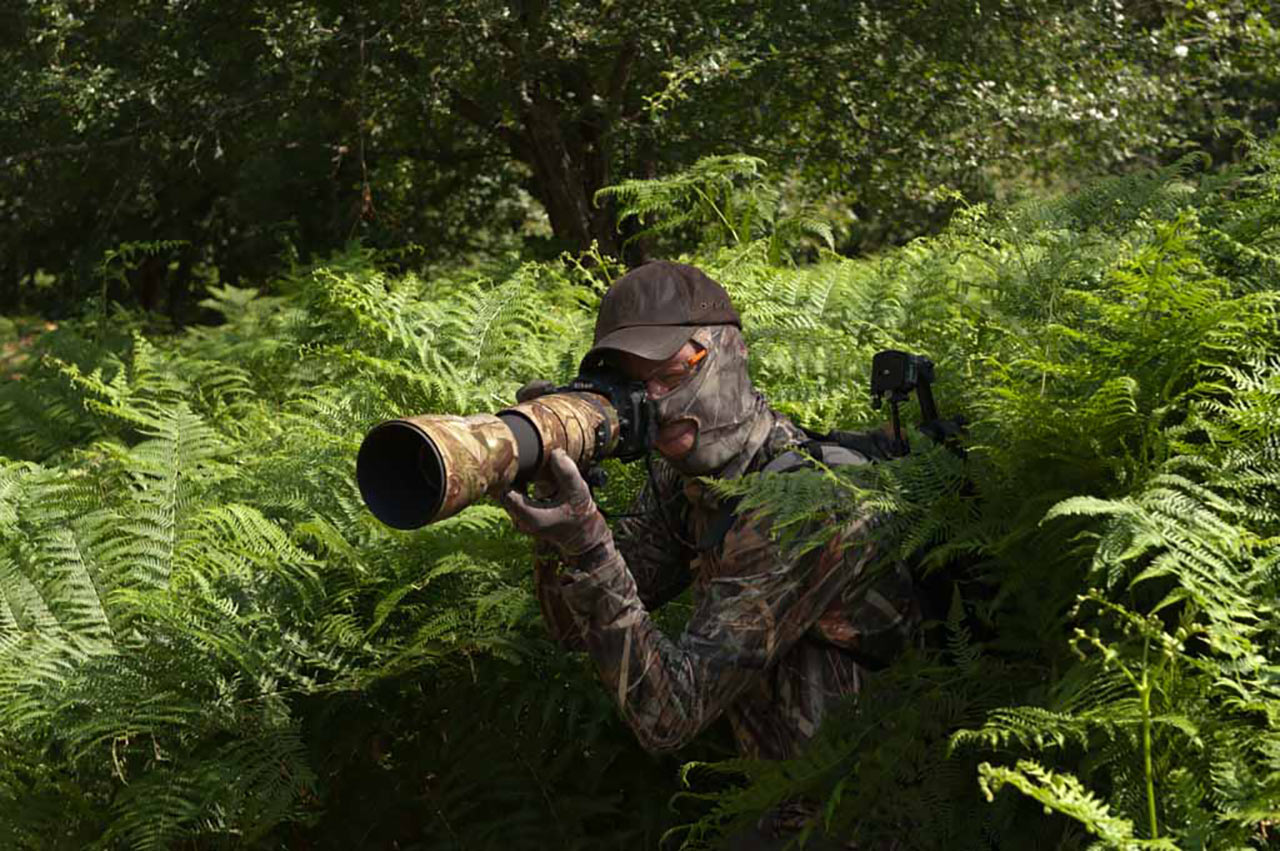 A photographer hidden in ferns during an animal photo course devoted to the call of the red deer in France.