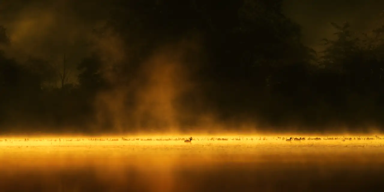 Ambiance àl'aurore sur un étang de la Dombes pendant un stage photo en affût flottant.