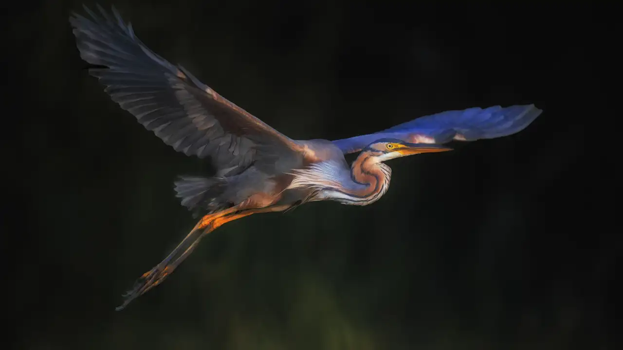 Héron pourpré volant au dessus d'un étang de la Dombes pendant un stage photo en affût flottant