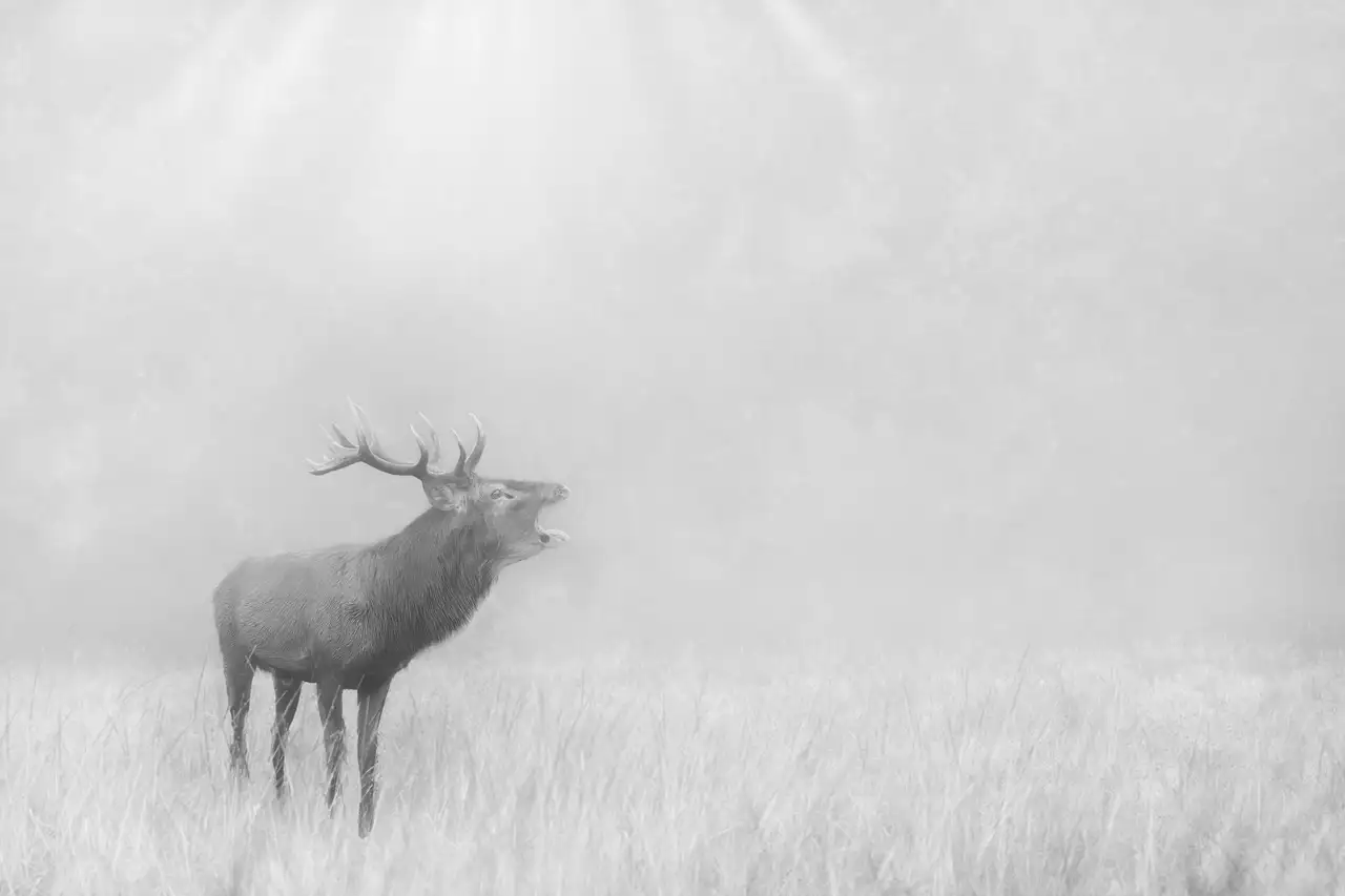 Cerfs dans la brume →