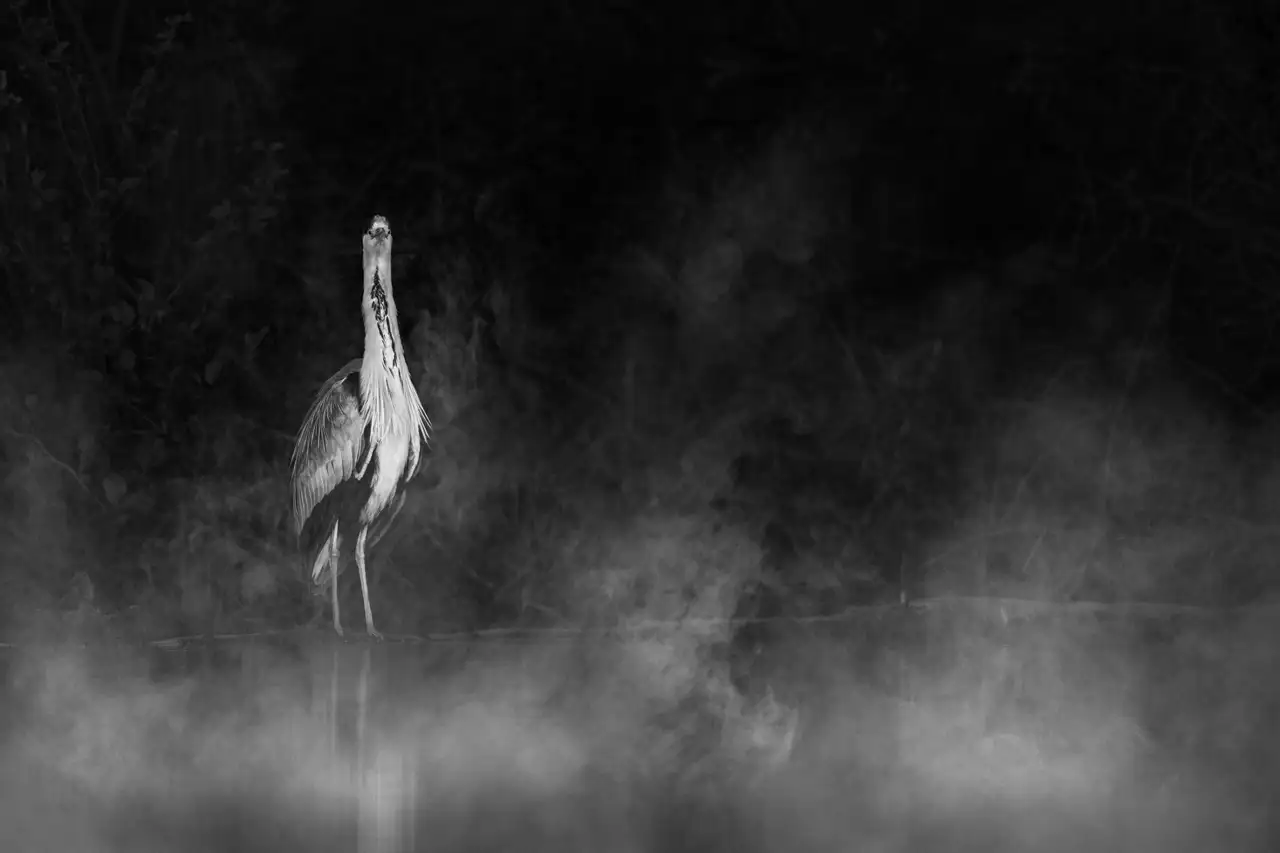 Oiseaux des zones humides dans la brume →
