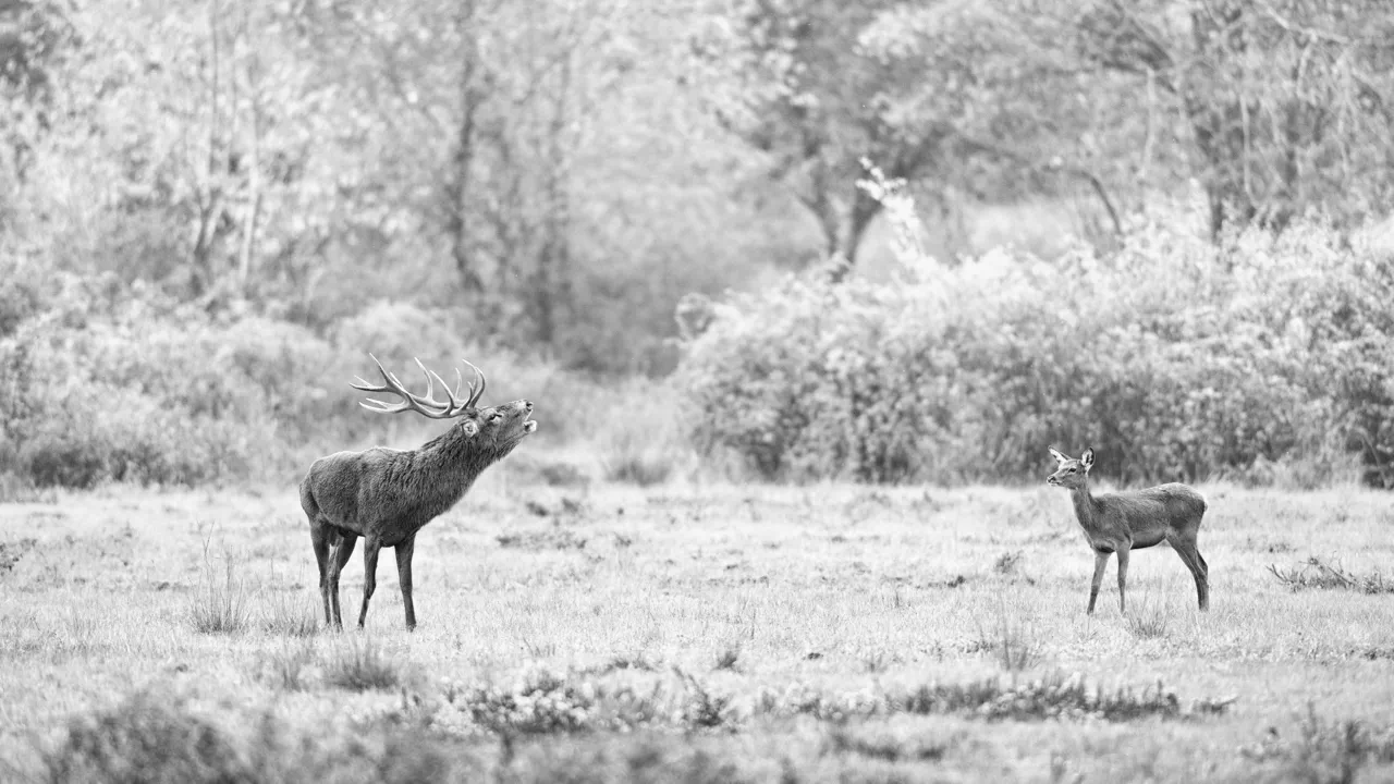Brame et une biche pendant le brame du cerf en Charente-Maritime.