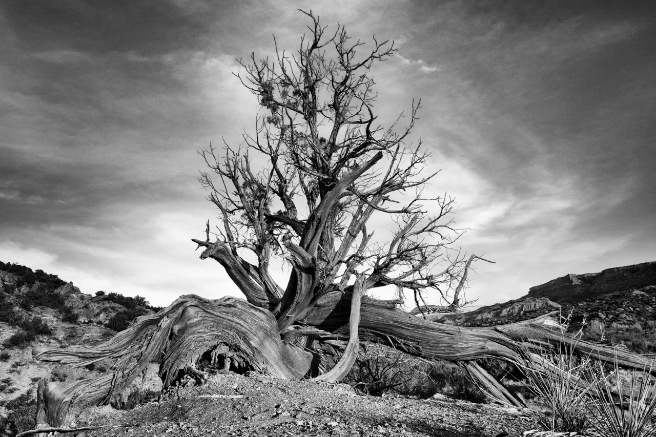 Arbre desséché dans le canyon de Palo Duro au Texas.