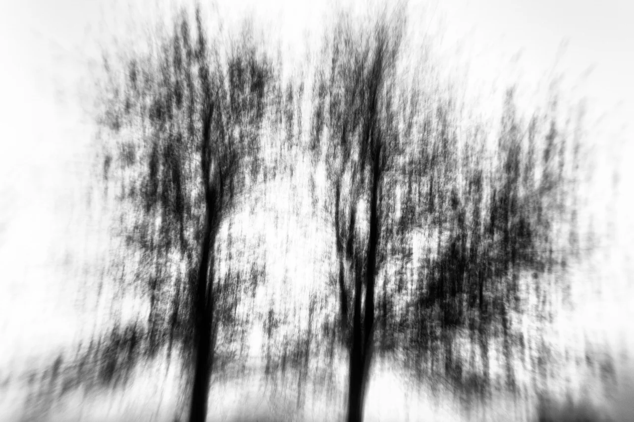 Arbres photographiés en noir et blanc pour illustrer le concept de sumi