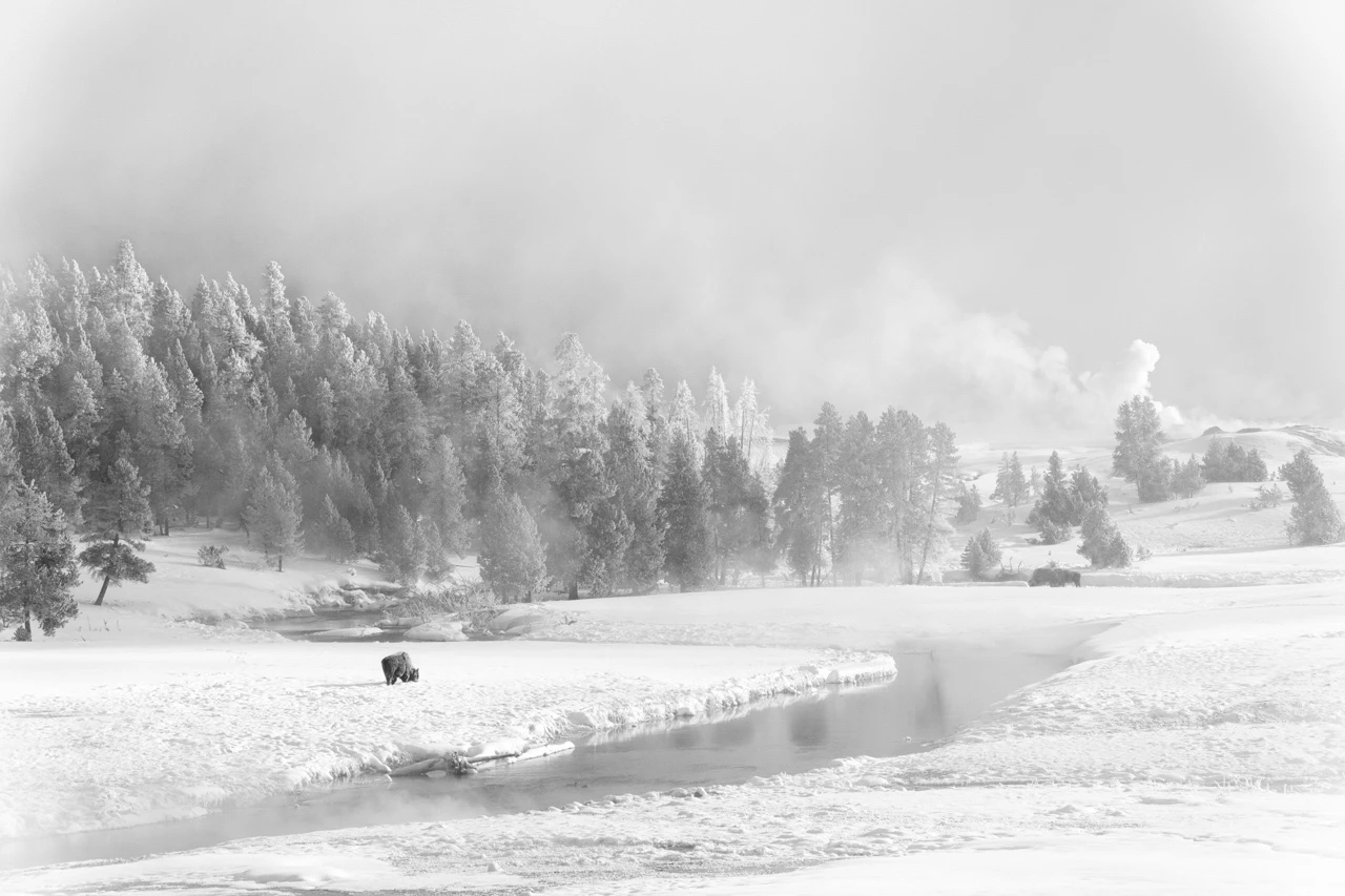 Bison dans la neige au Yellowstone