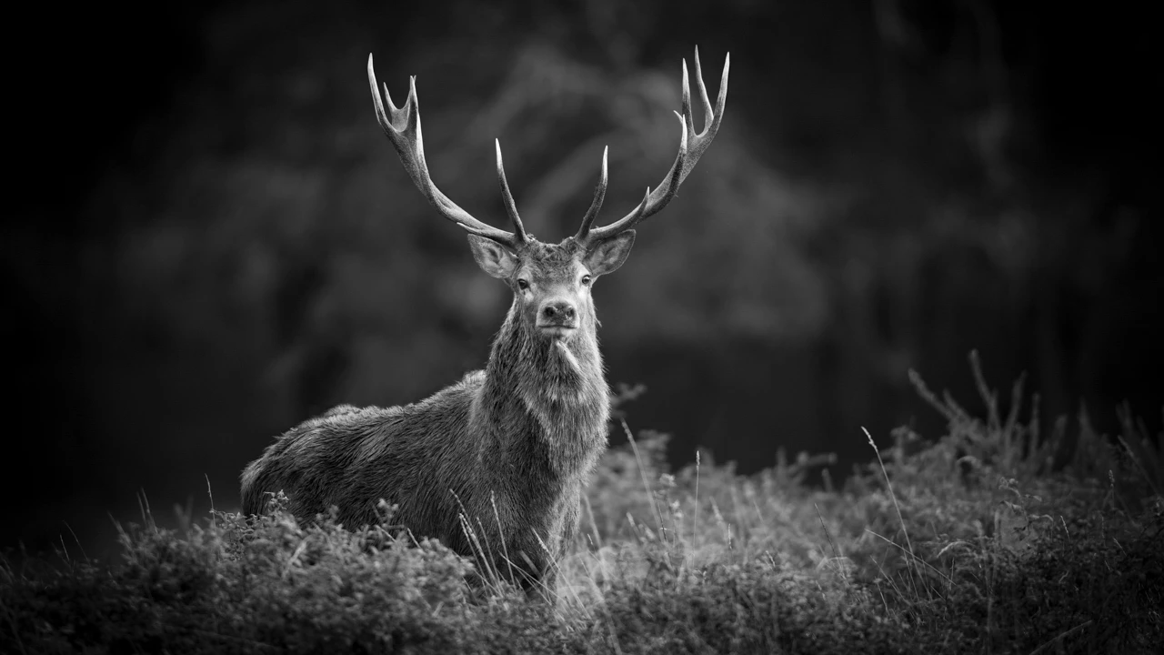Cerf élaphe, rouge pendant le brame du cerf évoquant l'émotion fierté