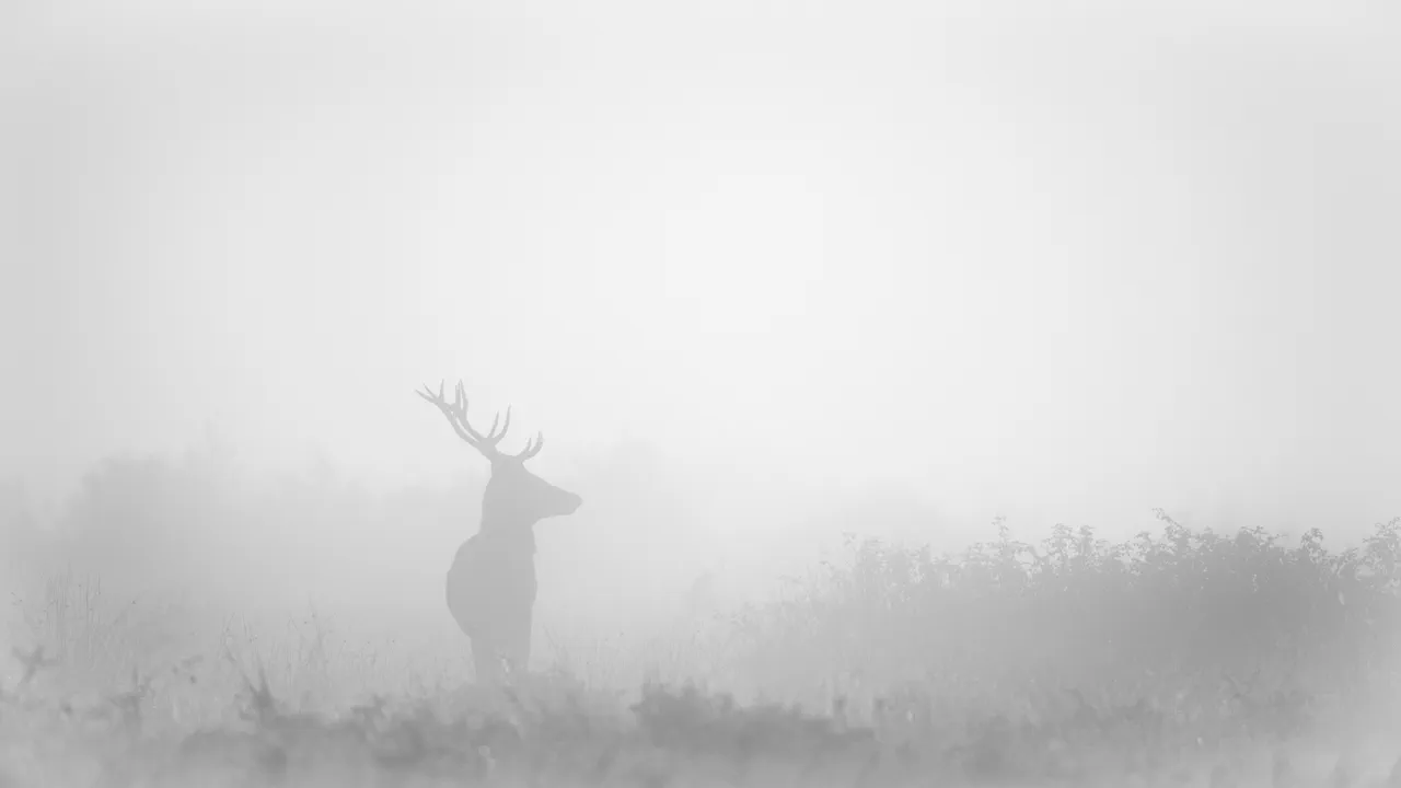 Deer stage in the mist during the rut in Charente-Maritime in France