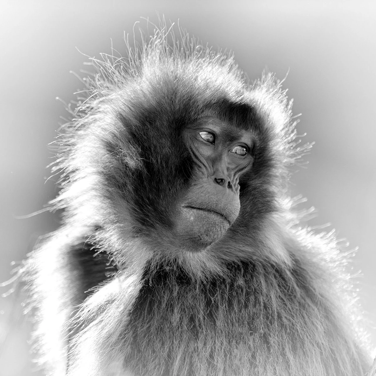 Gelada female in the Simiens mountains in Ethiopia.