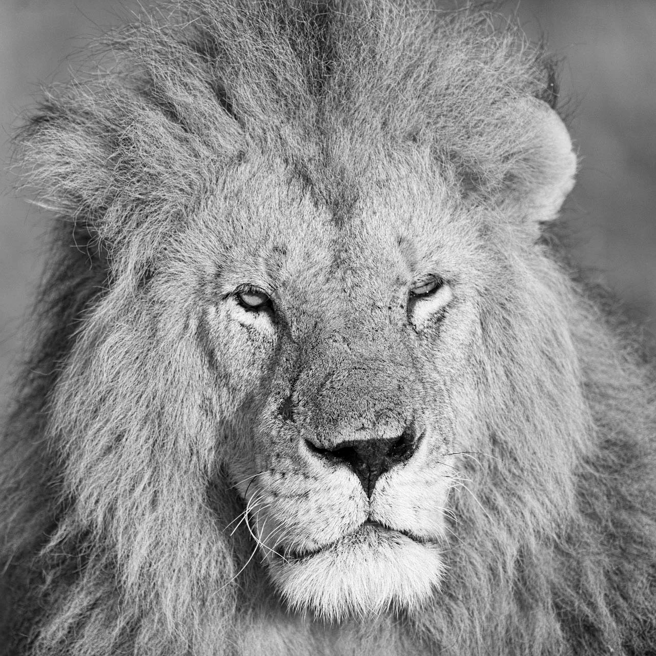 Portrait d'un lion en noir et blanc dans le masai mar au Kenya.