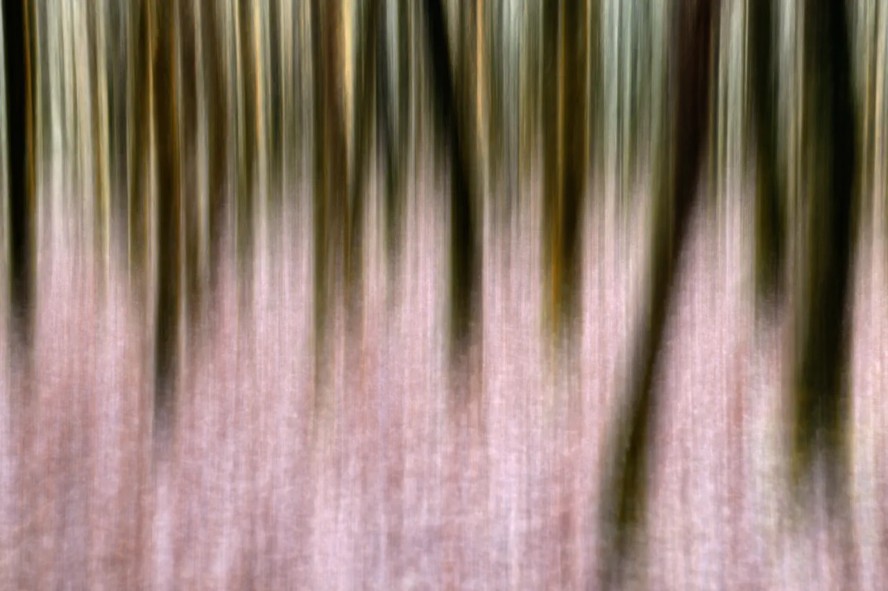 Sous-bois flou. ICM. Charente-Martitime.