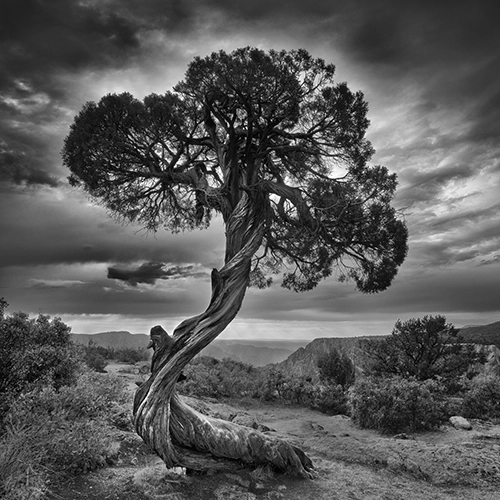 Arbre en noir et blanc sur les falaises de Black Canyon of the Gunnison.