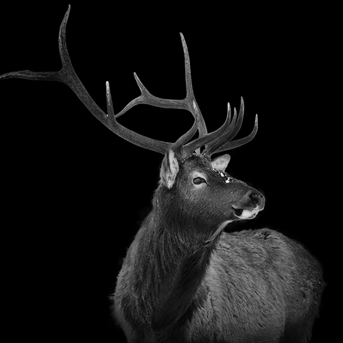 Cerf Wapiti au Yellowstone dans le style back to black (noir et blanc)