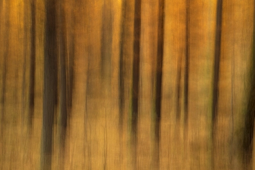 Larch trees in Vallée de la Claréee in Alps in France