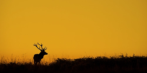 Silhouette d'un cerf au coucher de soleil pendant le brame