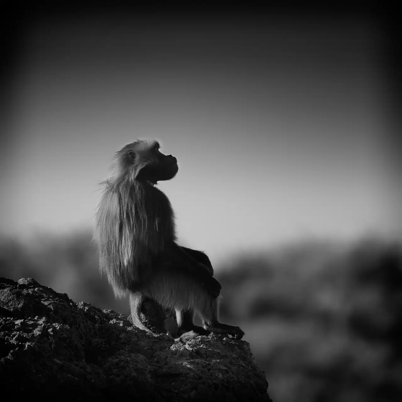Gelada en Ethiopie. Assis sur un rocher.