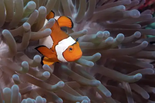 Poisson clown dans son anémone en Papouasie.