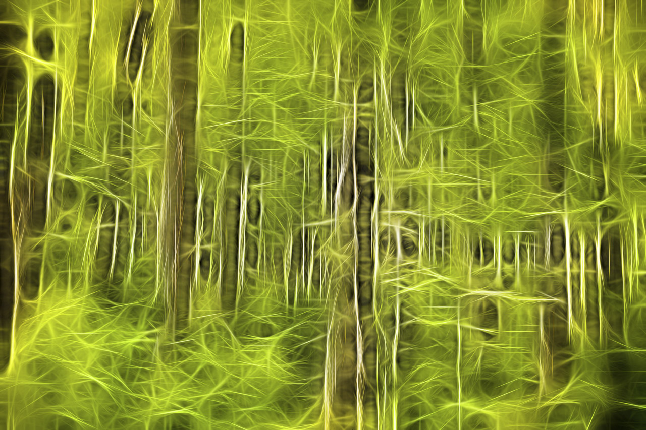 Paysage d'un sous-bois dans le style Fusion