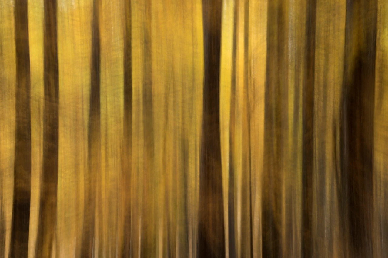 Photo abstraite en ICM de mélèzes dans la vallée de la Clarée dans les Alpes