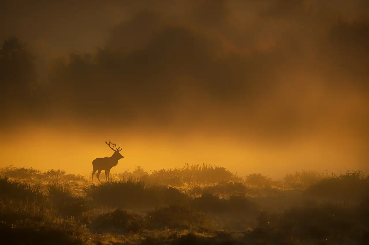 Cerf élaphe dans la brume pendant le brame du cerf
