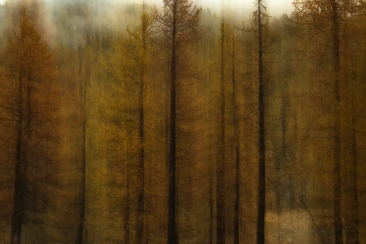 Mélèzes dans la vallée de la Clarée photographiés en ICM.