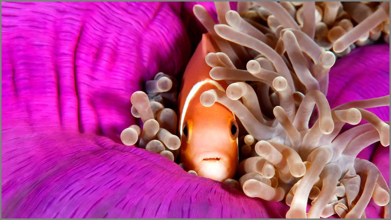 Poisson clown dans son anémone