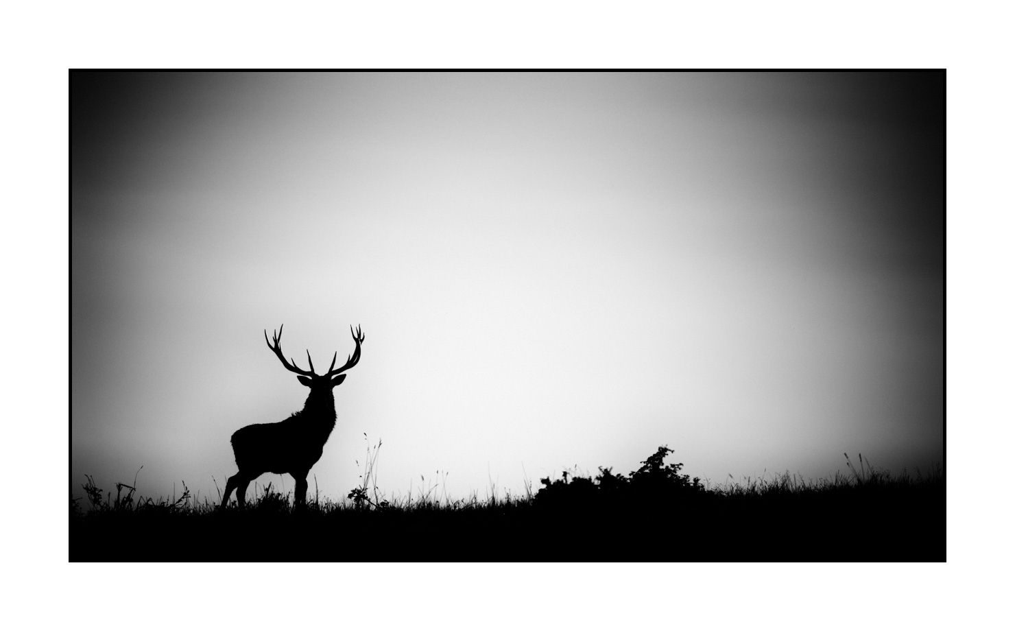 PRINTS Deer Wall Art (W 40 x H 50 x D 2.5 cm)