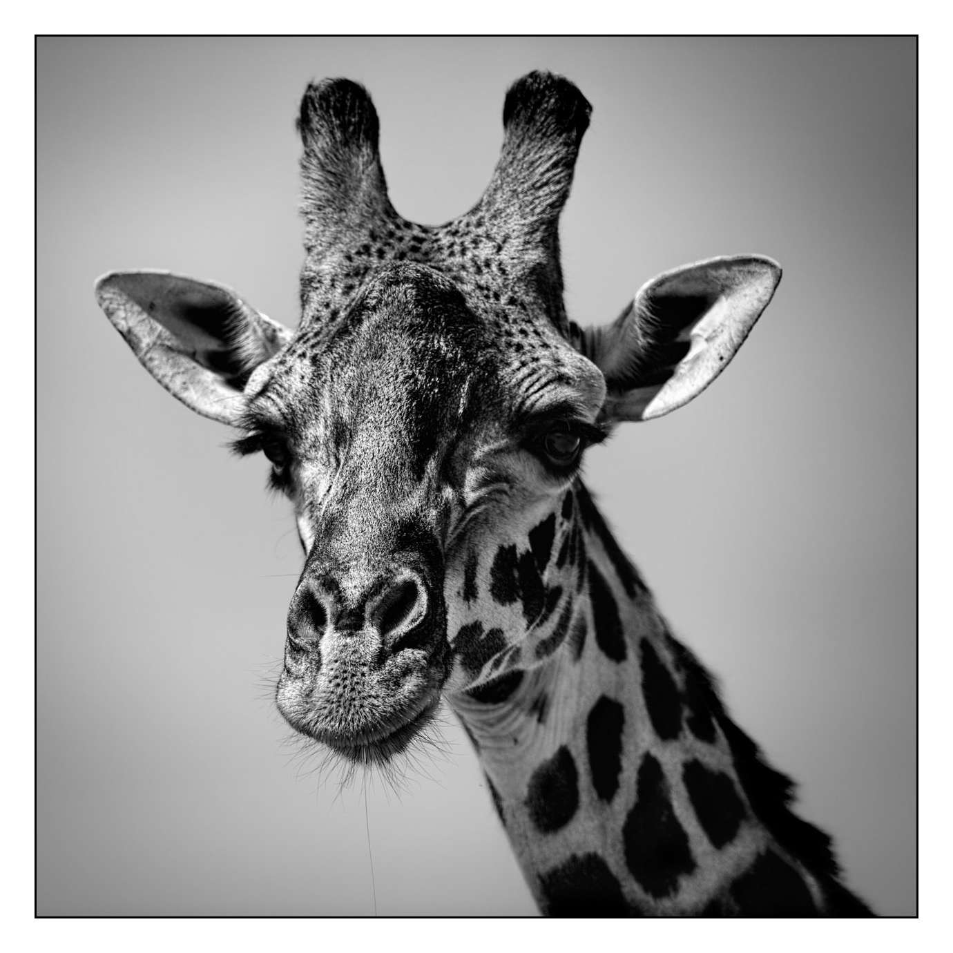 Fond de hotte - Girafe - Portrait - Animaux - Noir - Blanc - 35 % de remise  !