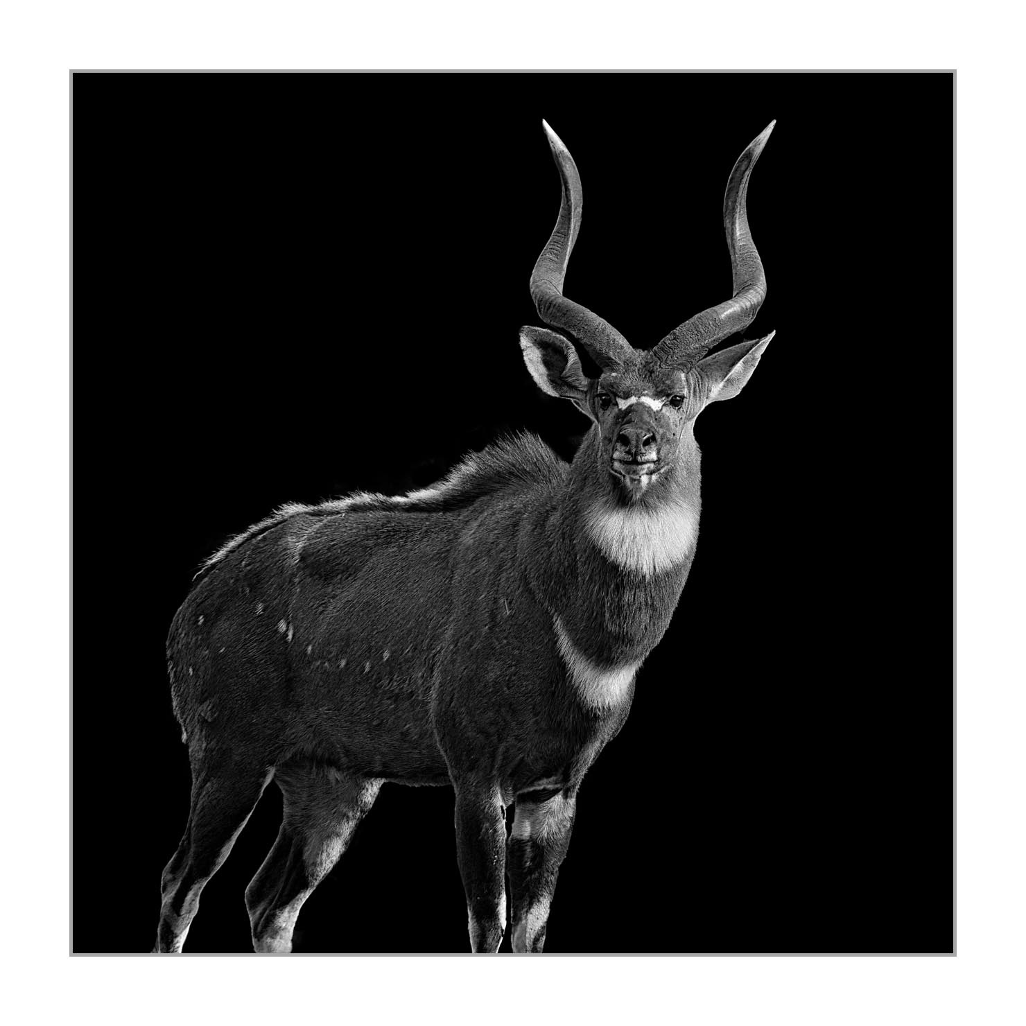 back-to-black/001-beautes-animalieres-ethiopie/en/06-wild-animals-ethiopia-back-to-black-160213ETHANI0193BTB